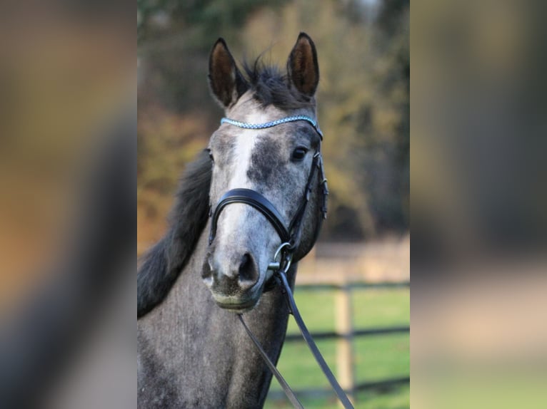 Hannover Stallone 4 Anni 167 cm Grigio in Freren