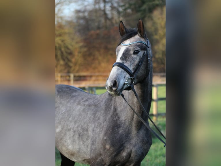 Hannover Stallone 4 Anni 167 cm Grigio in Freren
