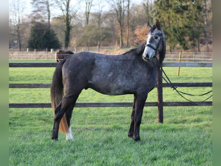 Hannover Stallone 4 Anni 167 cm Grigio in Freren