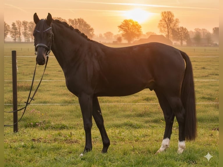 Hannover Stallone 4 Anni 168 cm in Freren