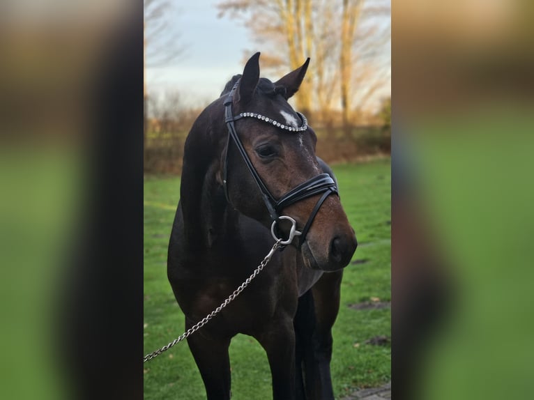 Hannover Stallone 4 Anni 169 cm Baio scuro in Lippetal