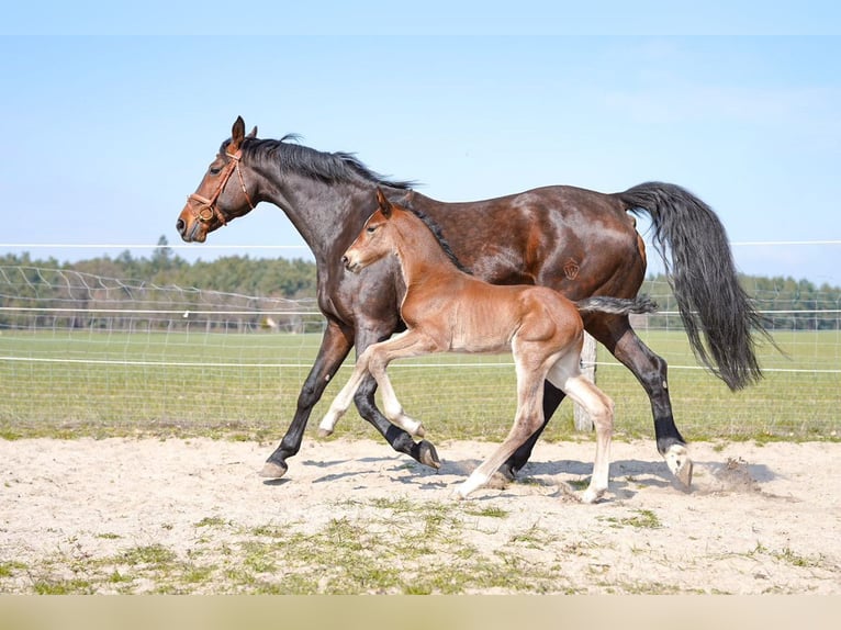 Hannover Stallone 4 Anni 170 cm Baio in Wegberg