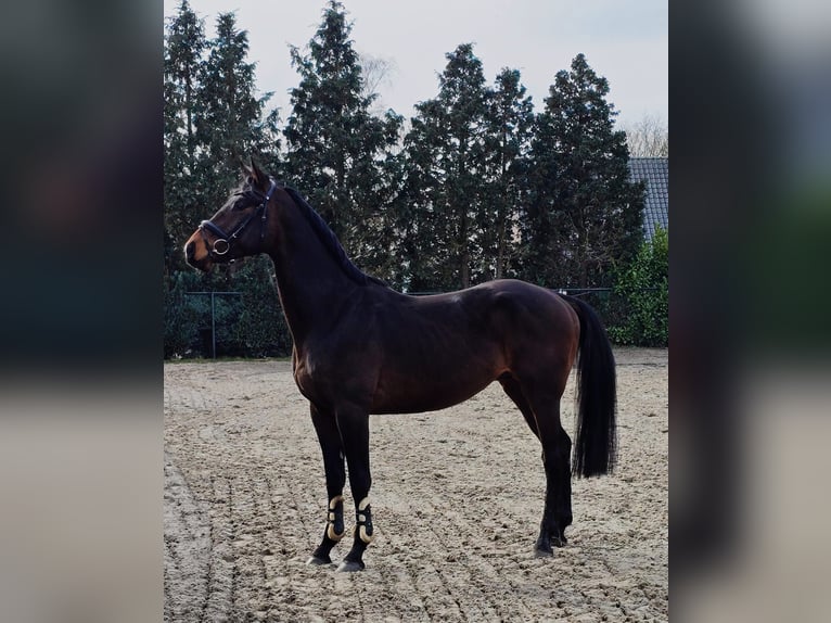 Hannover Stallone 4 Anni 170 cm Baio scuro in Someren