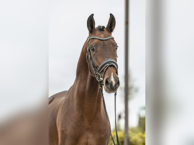 Hannover Stallone 4 Anni 173 cm Baio in Gomadingen