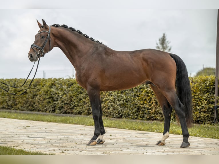 Hannover Stallone 4 Anni 173 cm Baio in Gomadingen