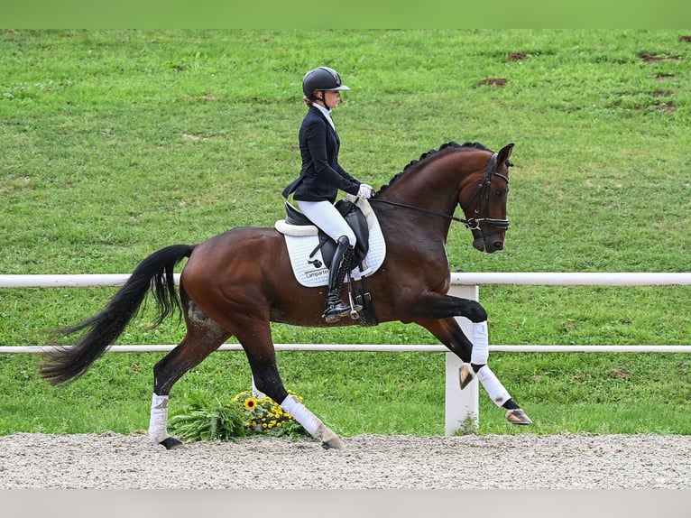 Hannover Stallone 4 Anni 173 cm Baio in Gomadingen