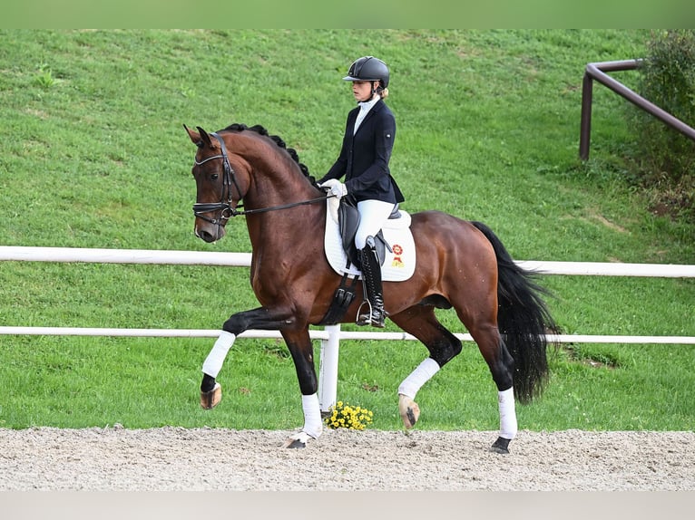 Hannover Stallone 4 Anni 173 cm Baio in Gomadingen