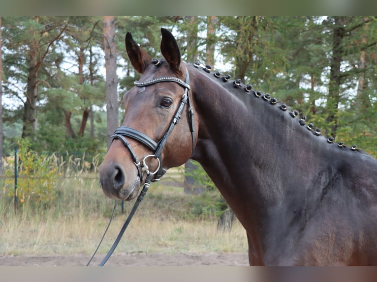 Hannover Stallone 4 Anni 175 cm Baio scuro in Celle