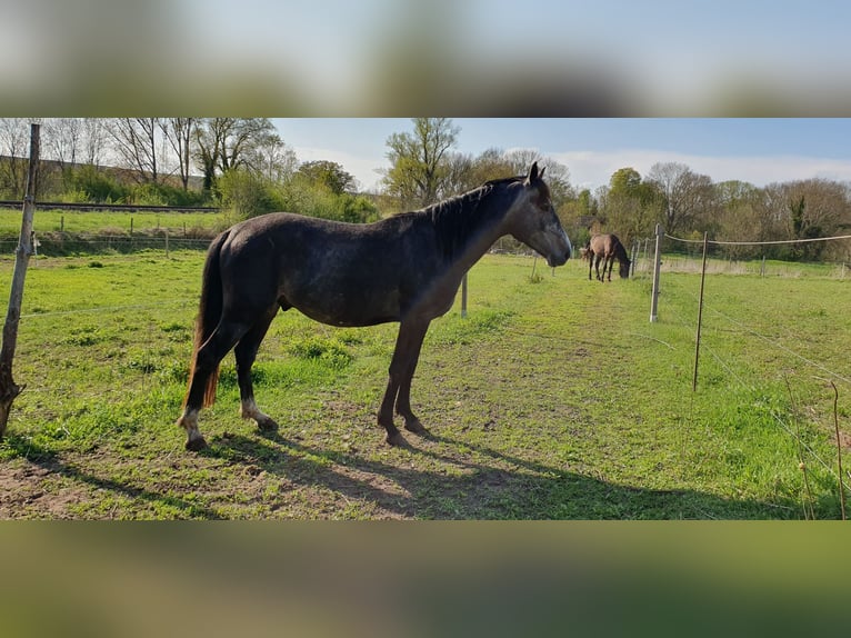 Hannover Mix Stallone 4 Anni in Petersberg