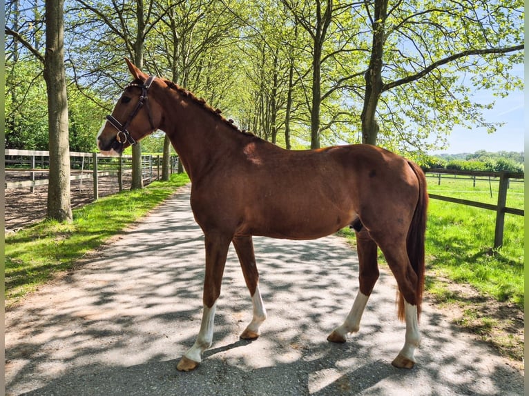 Hannover Stallone 4 Anni Sauro in Biberist