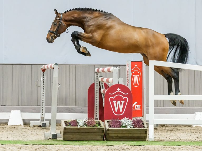 Hannover Stallone 4 Anni Sauro scuro in Münster-Handorf