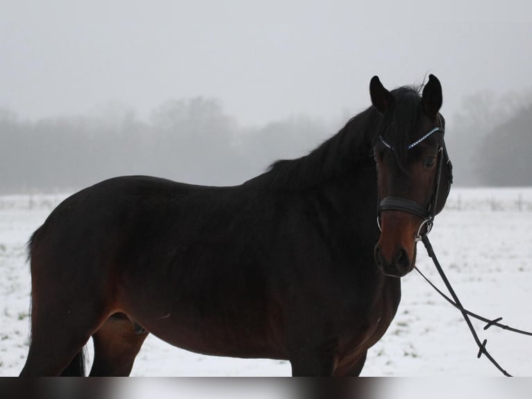 Hannover Stallone 5 Anni 162 cm Baio scuro in Freren
