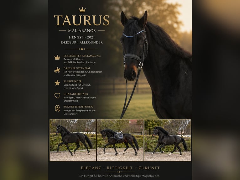 Hannover Stallone 5 Anni 163 cm Baio nero in Unna