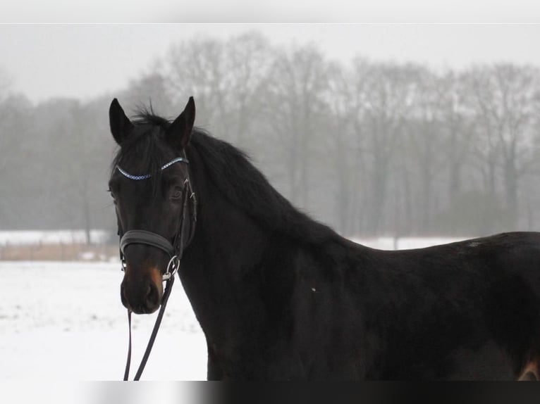 Hannover Stallone 5 Anni 163 cm Baio nero in Unna
