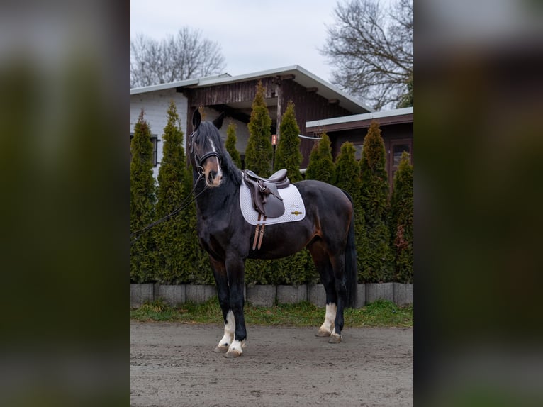 Hannover Stallone 5 Anni 165 cm Baio scuro in Büttelborn