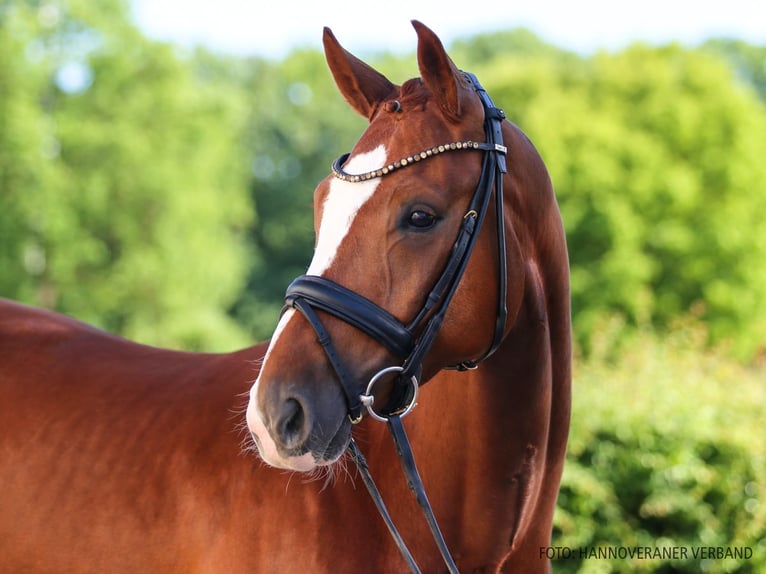 Hannover Stallone 5 Anni 166 cm Sauro in Verden