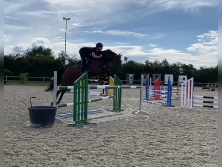 Hannover Stallone 5 Anni 167 cm Baio scuro in Metz