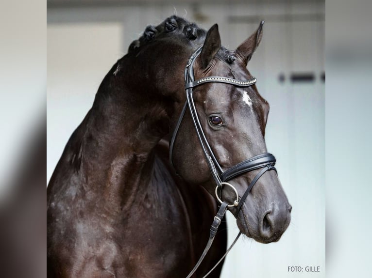 Hannover Stallone 5 Anni 167 cm Morello in Verden