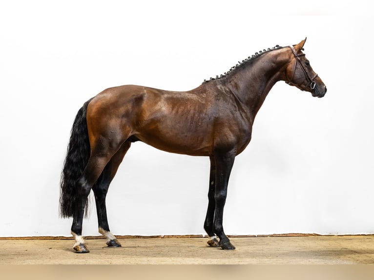 Hannover Stallone 5 Anni 168 cm Baio scuro in Waddinxveen
