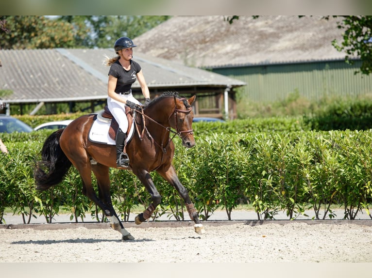 Hannover Stallone 5 Anni 168 cm Baio scuro in Waddinxveen