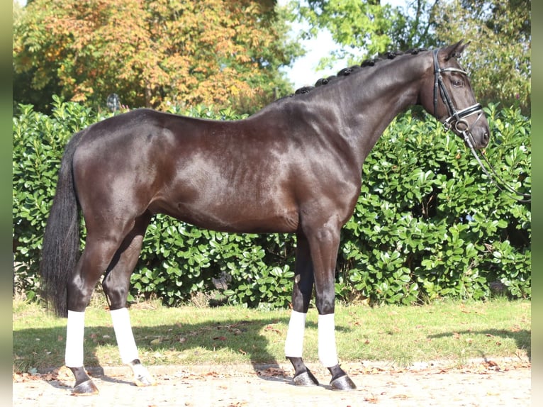 Hannover Stallone 5 Anni 168 cm Morello in Selsingen