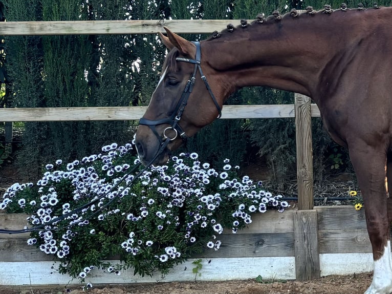 Hannover Stallone 5 Anni 170 cm Sauro in Sevilla