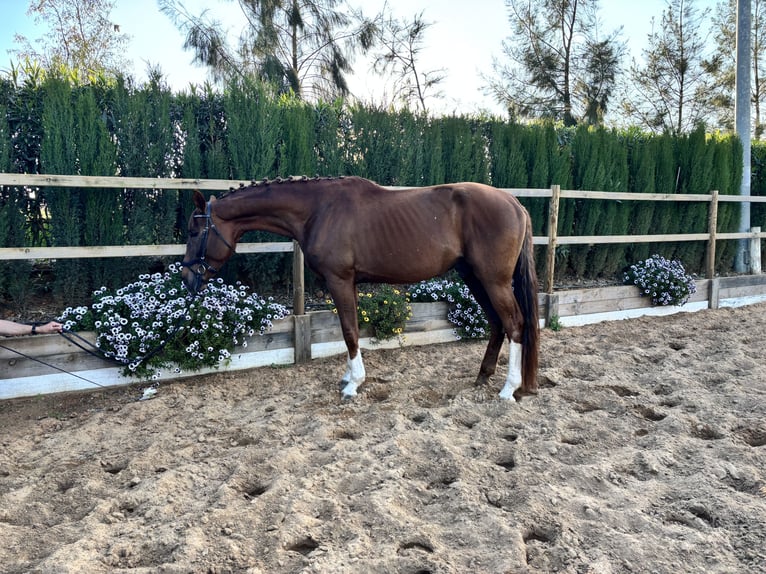 Hannover Stallone 5 Anni 170 cm Sauro in Sevilla