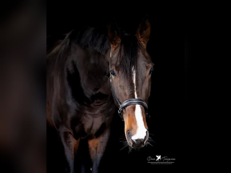 Hannover Stallone 5 Anni 175 cm Baio scuro in Jengen