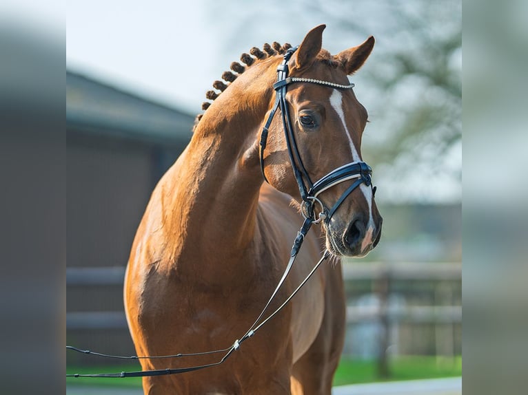 Hannover Stallone 6 Anni 164 cm Sauro scuro in Münster-Handorf