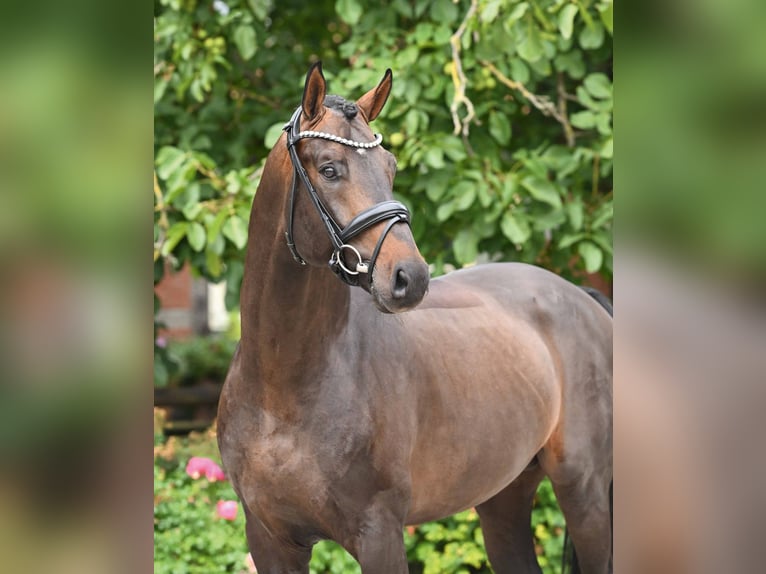 Hannover Stallone 6 Anni 169 cm Baio scuro in Bad Bevensen