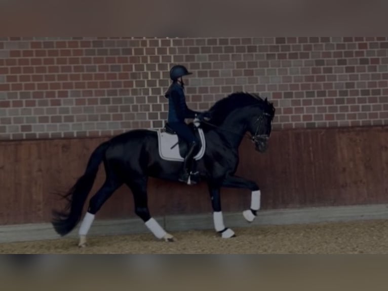 Hannover Stallone 6 Anni 174 cm Sauro scuro in Daaden