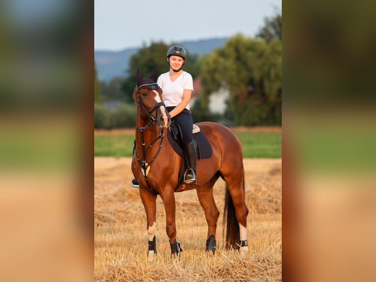 Hannover Stallone 7 Anni 168 cm in Preußisch Oldendorf