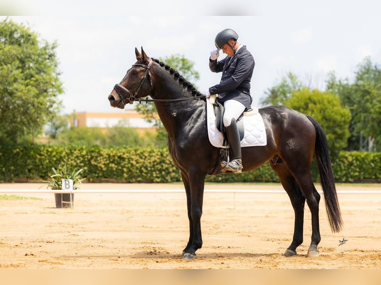 Hannover Stallone 7 Anni 175 cm Baio in El Catllar