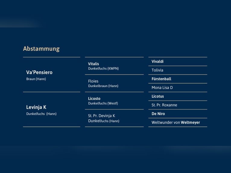 Hannover Stallone Baio in Ostercappeln