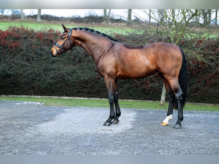 Hannover Stallone Baio in Ostercappeln