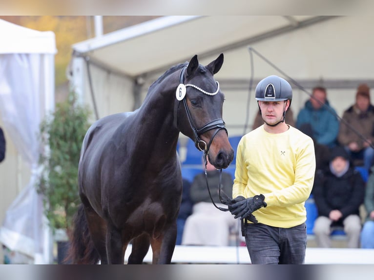 Hannover Stallone Baio scuro in Riedstadt