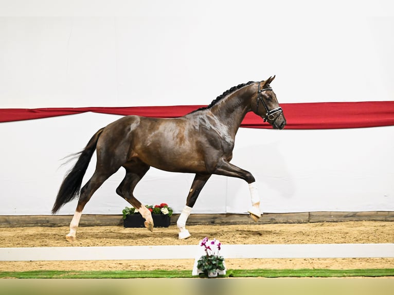 Hannover Stallone in Adelheidsdorf