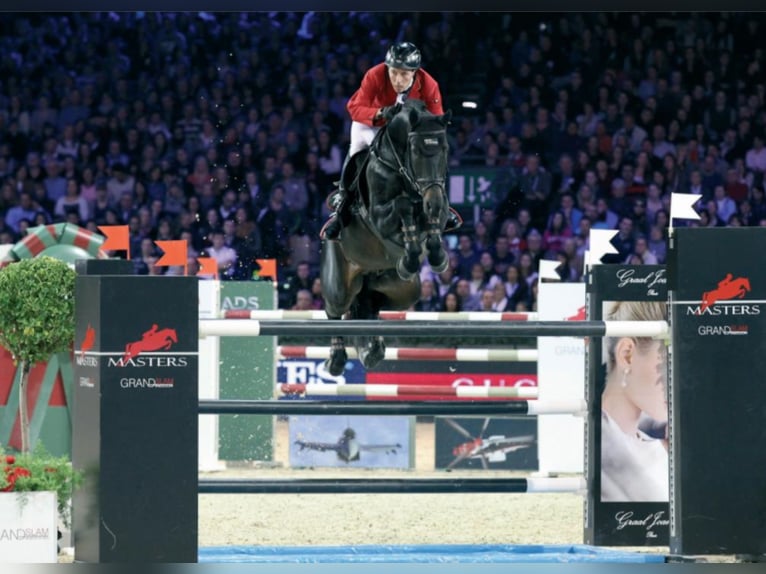 Hannover Stallone in Umpfenbach