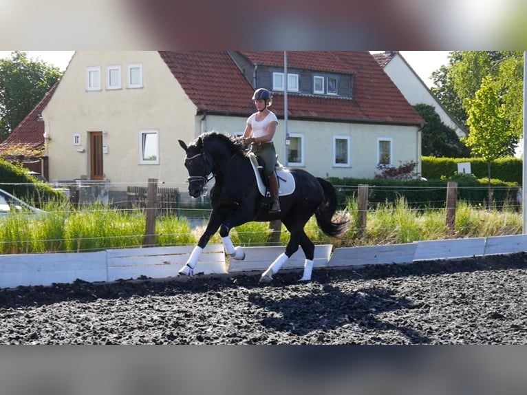 Hannover Stallone Morello in Söhlde