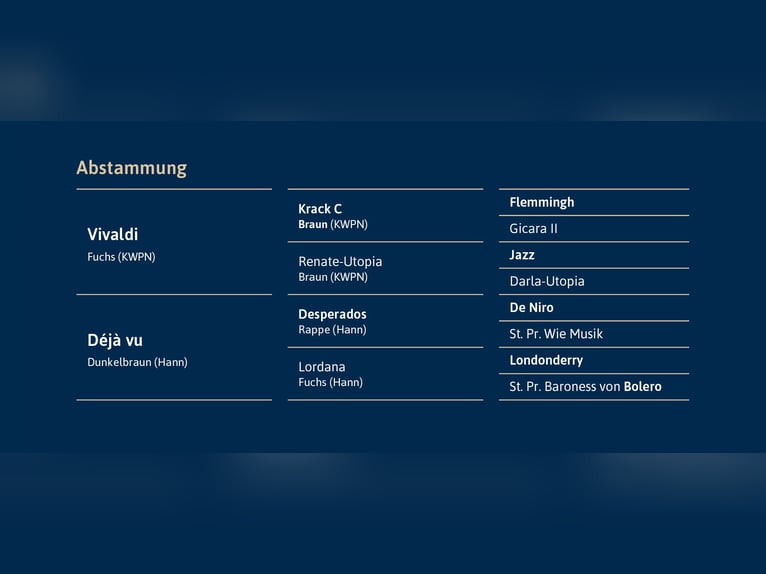 Hannover Stallone Morello in Ostercappeln