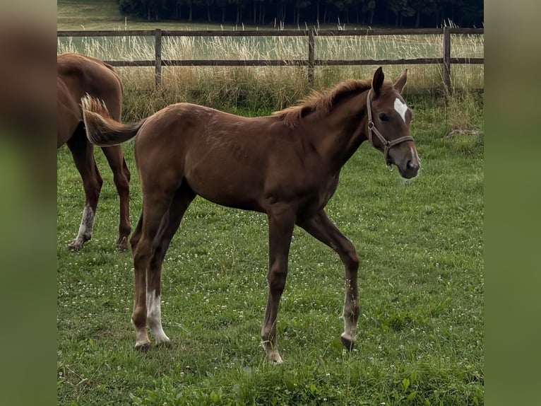 Hannover Stallone Puledri (03/2026) 106 cm Sauro in Witzenhausen
