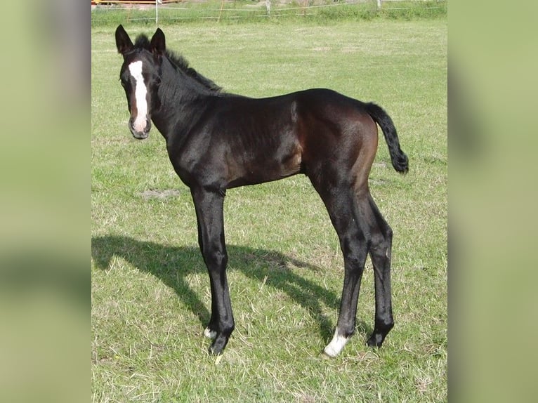 Hannover Stallone  165 cm Può diventare grigio in Dickel