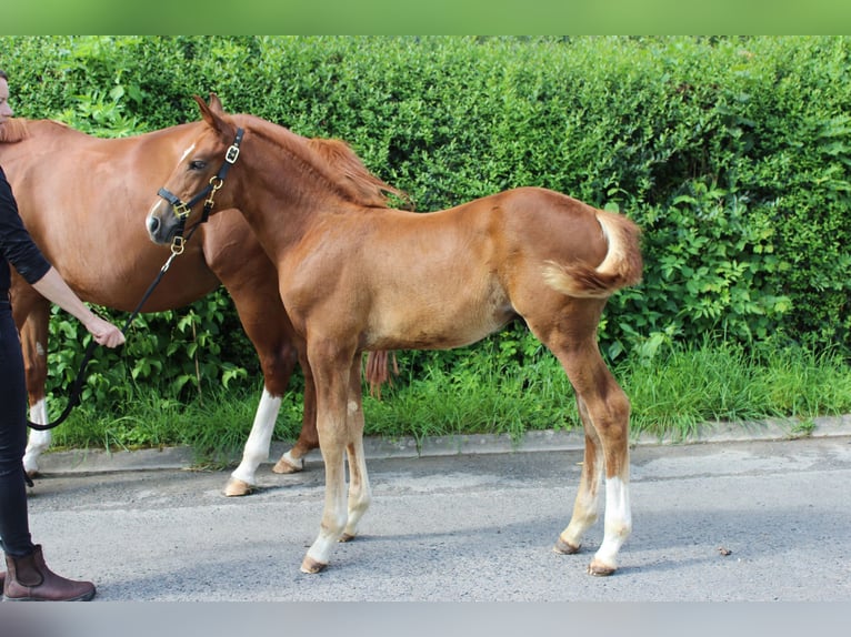 Hannover Stallone Puledri (05/2024) 165 cm Sauro scuro in Gleichen