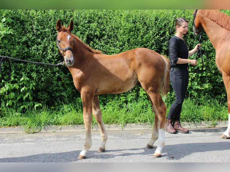 Hannover Stallone Puledri (05/2024) 165 cm Sauro scuro in Gleichen