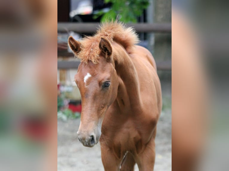 Hannover Stallone Puledri (03/2025) 166 cm Sauro in Kutenholz