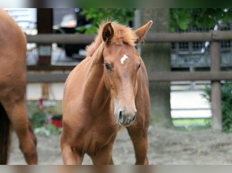 Hannover Stallone Puledri (03/2025) 166 cm Sauro in Kutenholz
