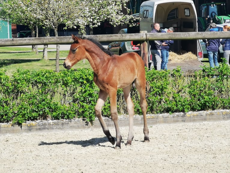 Hannover Stallone Puledri (04/2026) 168 cm Baio in Reinstorf
