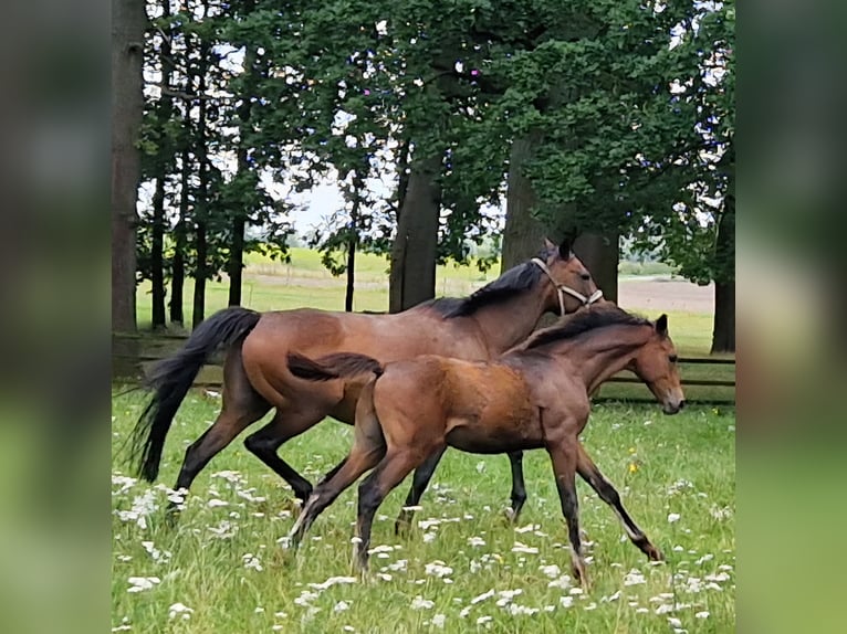 Hannover Stallone Puledri (04/2026) 168 cm Baio in Reinstorf