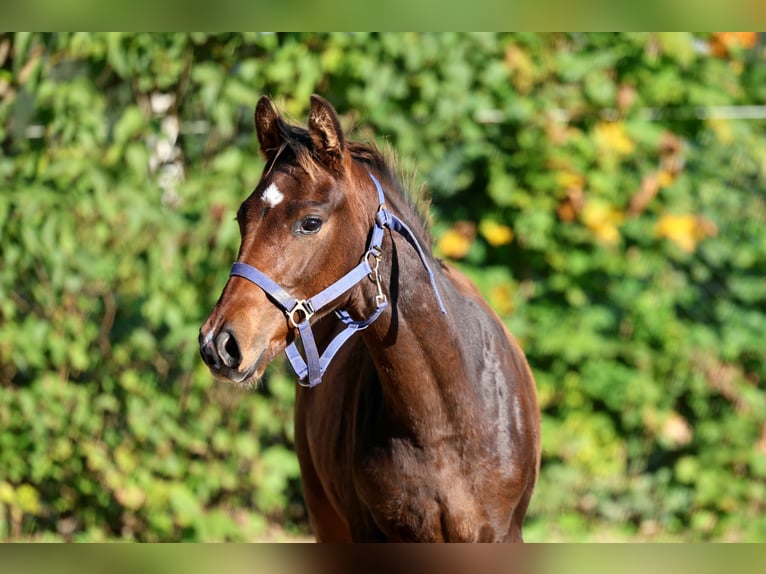 Hannover Stallone Puledri (04/2026) 168 cm Baio in Kutenholz
