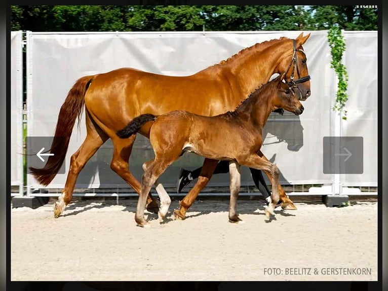 Hannover Stallone  168 cm Baio scuro in Leezdorf